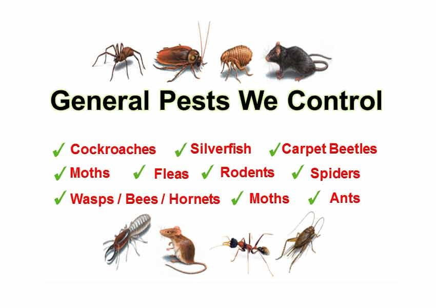  Pest control Toronto