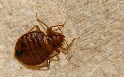 How to Prevent Bed Bugs from Spreading to Other Rooms