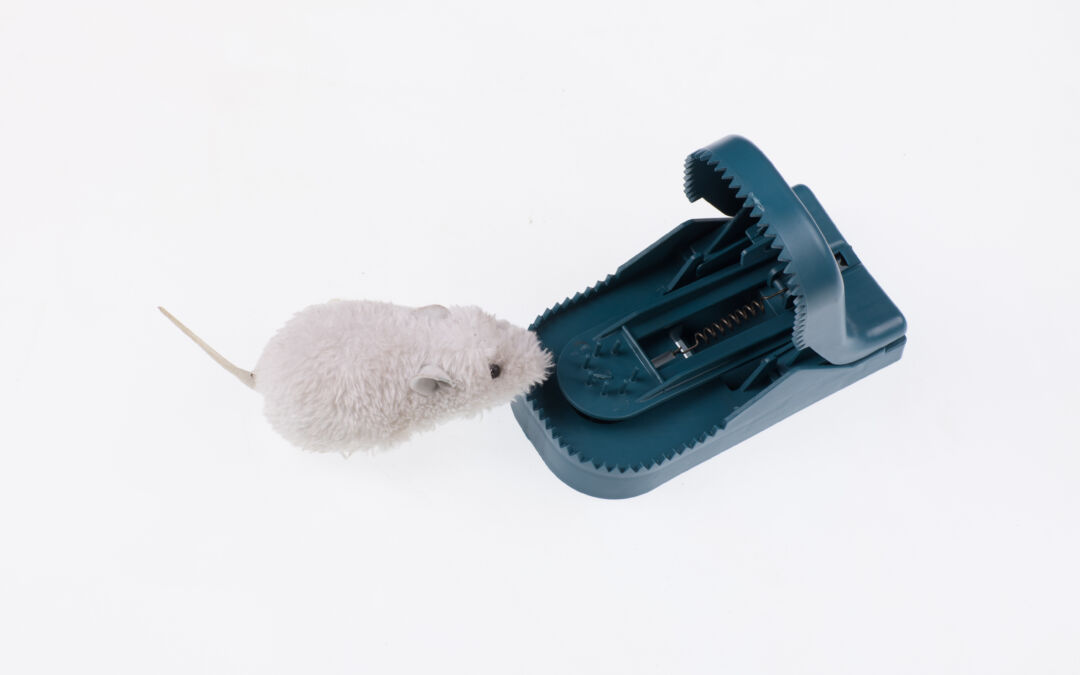 Easy Techniques to Get Rid of Mice
