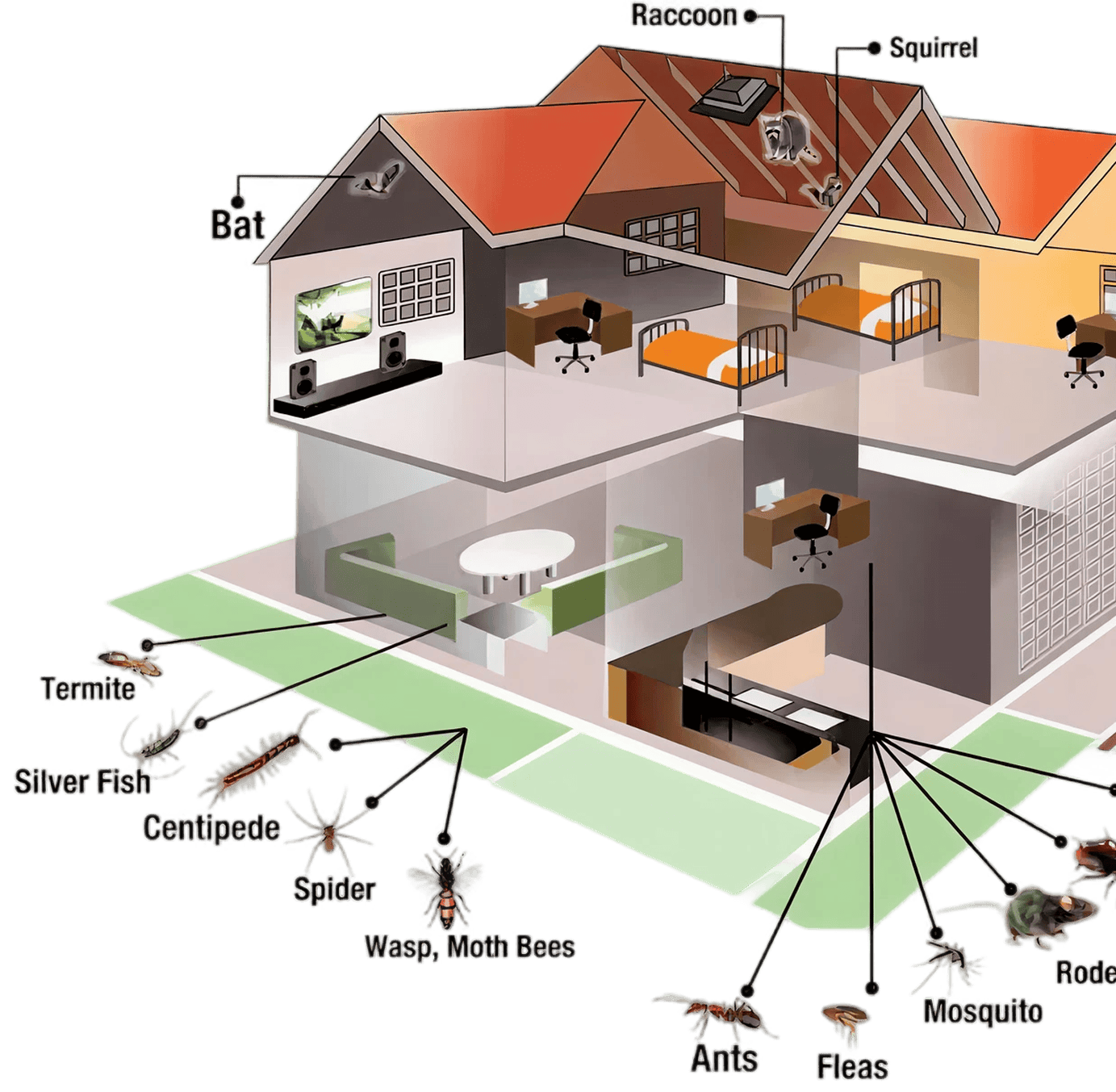 Home - Contact Pest Control